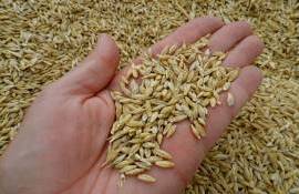 Ячмень: Глобальный дефицит против региональных успехов - agroexpert.md