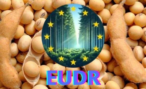 Регламент ЕС о вырубке лесов отсрочен до 30 декабря 2026 года - agroexpert.md