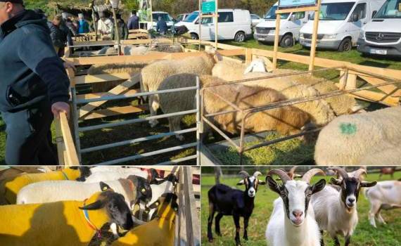 Перспективы развития сектора овцеводства и козоводства в Молдове - agroexpert.md