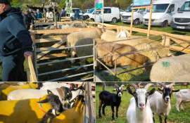 Перспективы развития сектора овцеводства и козоводства в Молдове - agroexpert.md