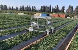 Робот способен собирать клубнику значительно быстрее человек - agroexpert.md