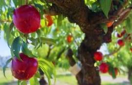 Нектарин, способный храниться 47 дней, вывели селекционеры в Аргентине - agroexpert.md