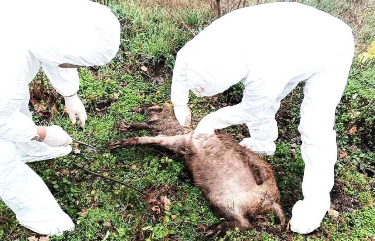 Эпизоотическая ситуация в Молдове: новые вспышки АЧС и бешенства - agroexpert.md