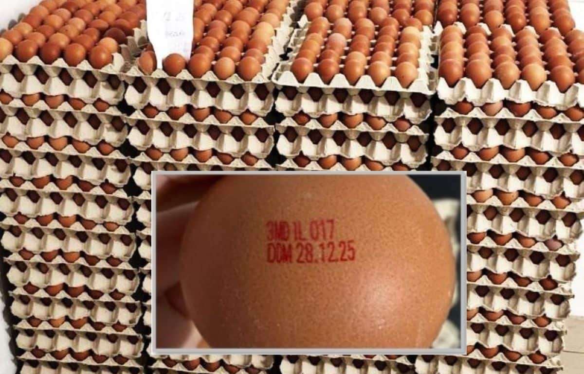 ANSA сообщает об отзыве партии куриных яиц «ADALVA» SRL - agroexpert.md