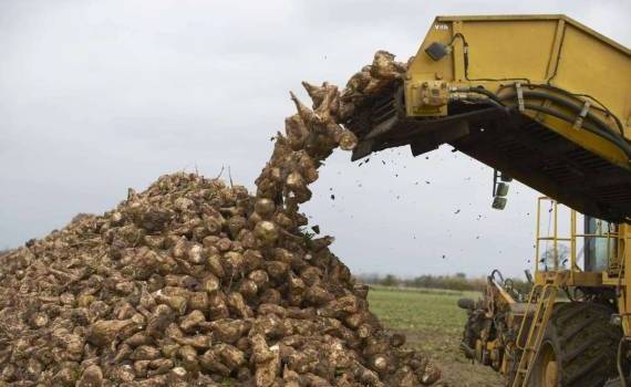 В Молдове уборка сахарной свеклы может затянуться до января - agroexpert.md