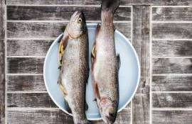 impedimente la importul de pește - AGROEXPERT.MD