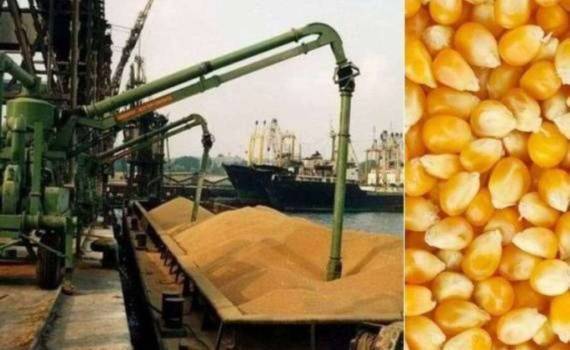 Цены на фуражную кукурузу в портах Украины снизились - agroexpert.md
