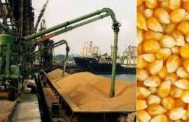 Цены на фуражную кукурузу в портах Украины снизились - agroexpert.md