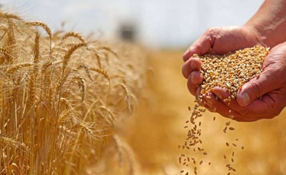 Мир входит в фазу рекордных урожаев и избыточных запасов пшеницы - agroexpert.md