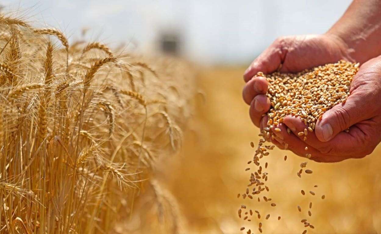 Мир входит в фазу рекордных урожаев и избыточных запасов пшеницы - agroexpert.md