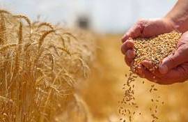 Мир входит в фазу рекордных урожаев и избыточных запасов пшеницы - agroexpert.md