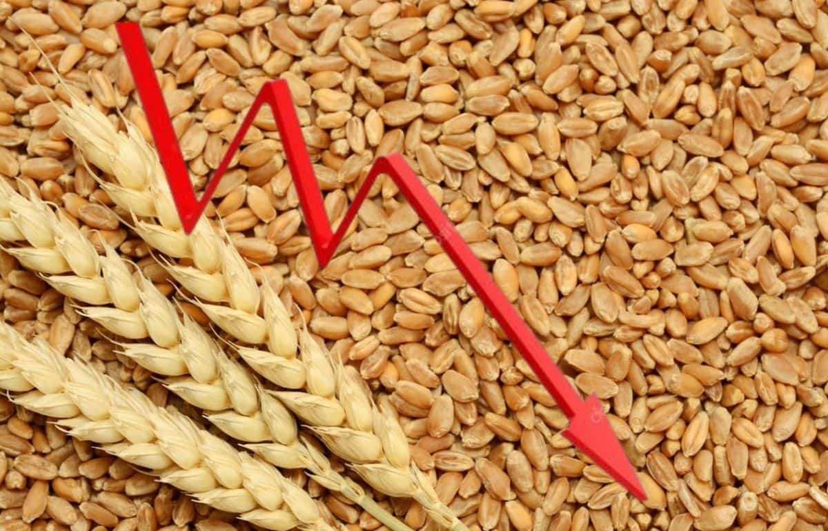 Пшеница дешевеет: Снижение активности трейдеров давит на цены - agroexpert.md
