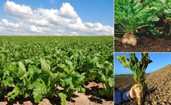 Площади под сахарной свеклой в ЕС продолжат сокращаться - agroexpert.md