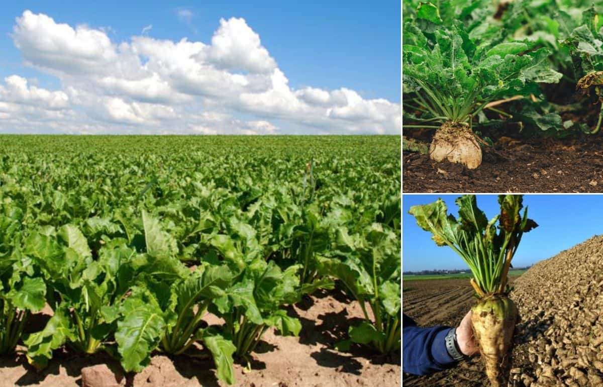 Площади под сахарной свеклой в ЕС продолжат сокращаться - agroexpert.md