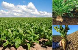 Площади под сахарной свеклой в ЕС продолжат сокращаться - agroexpert.md