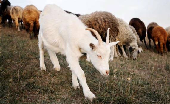 В Греции из-за вспышки оспы забили более 400 тыс. овец - agroexpert.md