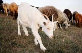 В Греции из-за вспышки оспы забили более 400 тыс. овец - agroexpert.md