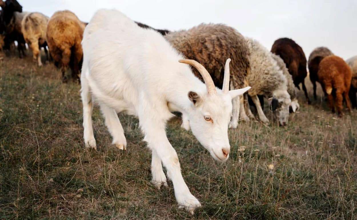 В Греции из-за вспышки оспы забили более 400 тыс. овец - agroexpert.md