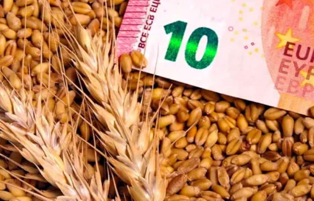 Черноморская пшеница дешевеет: Новый урожай и отчет USDA меняют расклад - agroexpert.md