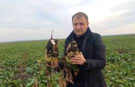 Recoltă de sfeclă - Agroexpert.md