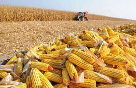 USDA снизило прогноз по кукурузе в Украине, аналитики не разделяют мнение - agroexpert.md