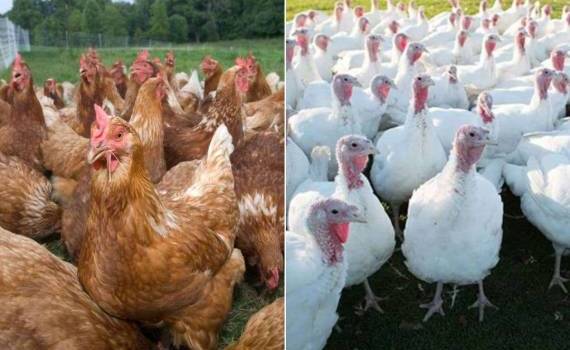 В Польше выявили птичий грипп, уничтожено 50 тысяч уток и индюков - agroexpert.md