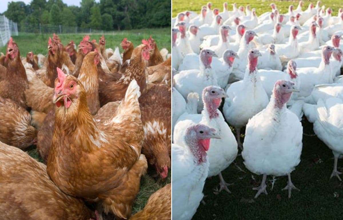 В Польше выявили птичий грипп, уничтожено 50 тысяч уток и индюков - agroexpert.md