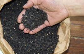 Украинский рапс: стабильность цен и ожидание роста из-за внешних факторов - agroexpert.md