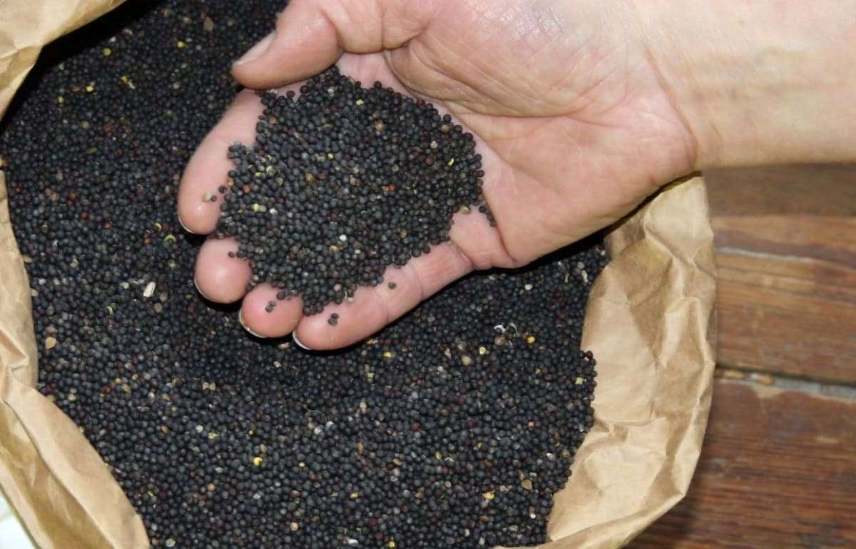 Украинский рапс: стабильность цен и ожидание роста из-за внешних факторов - agroexpert.md