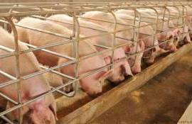 Еженедельные убытки испанских свиноводов из-за АЧС достигают 24 млн. евро - agroexpert.md