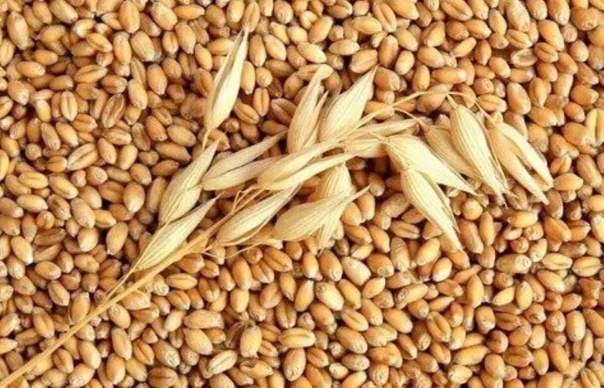 Цены на фуражную пшеницу в портах Большой Одессы снижаются - agroexpert.md