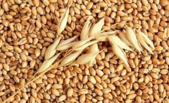 Цены на фуражную пшеницу в портах Большой Одессы снижаются - agroexpert.md