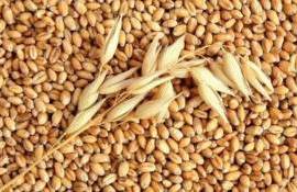 Цены на фуражную пшеницу в портах Большой Одессы снижаются - agroexpert.md