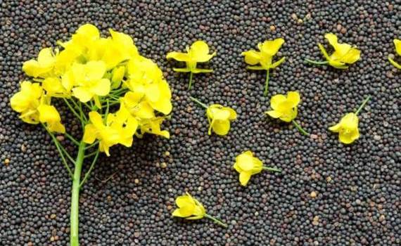 Rapița marchează un sezon istoric - agroexpert.md