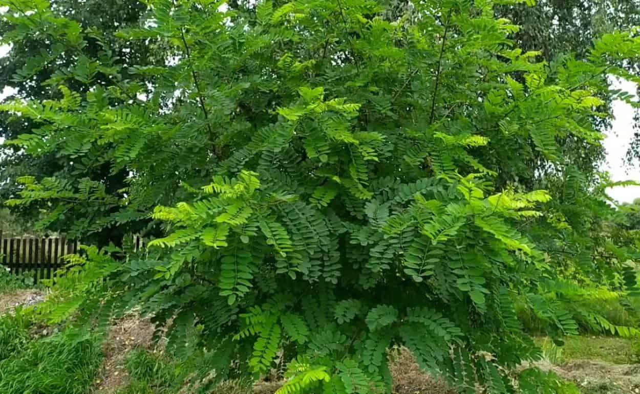 Экологи против расширения посадки акаций: нужны местные виды деревьев - agroexpert.md