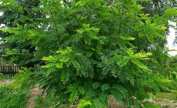 Экологи против расширения посадки акаций: нужны местные виды деревьев - agroexpert.md