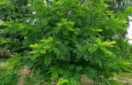 Экологи против расширения посадки акаций: нужны местные виды деревьев - agroexpert.md