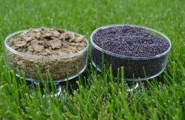 Импорт из Канады и сезонные запасы снизили стоимость рапсового шрота в ЕС - agroexpert.md