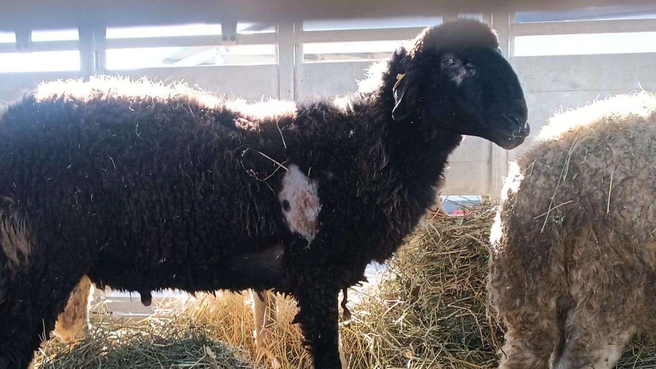 berbeci bolnavi - AGROEXPERT.MD