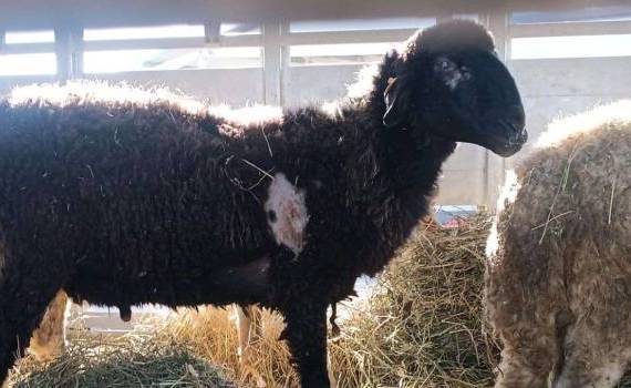 berbeci bolnavi - AGROEXPERT.MD