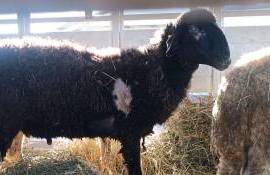 berbeci bolnavi - AGROEXPERT.MD