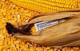 Exporturile de porumb rămân sub media ultimilor ani - agroexpert.md