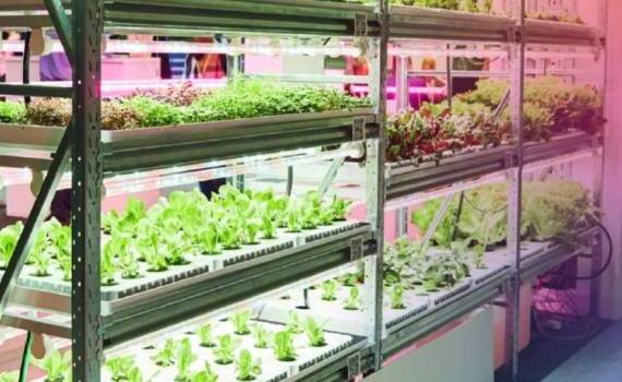 Гидропоника в Молдове — стабильные урожаи 12 месяцев в году - agroexpert.md