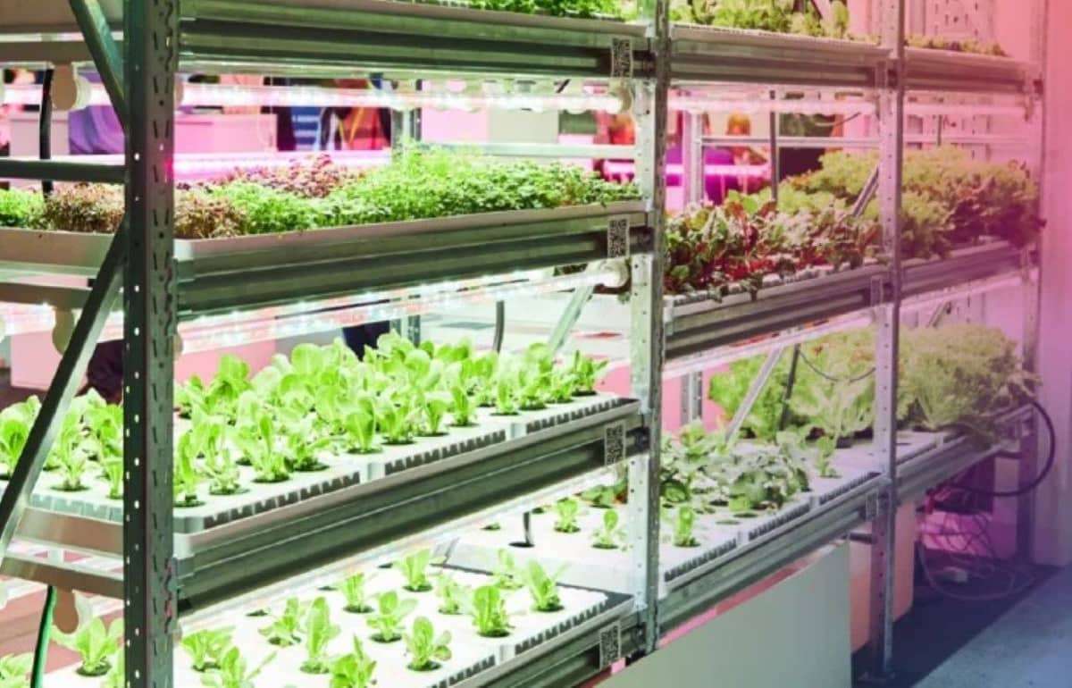 Гидропоника в Молдове — стабильные урожаи 12 месяцев в году - agroexpert.md