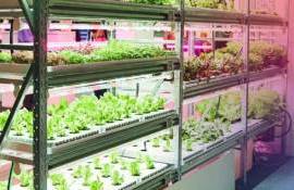 Гидропоника в Молдове — стабильные урожаи 12 месяцев в году - agroexpert.md