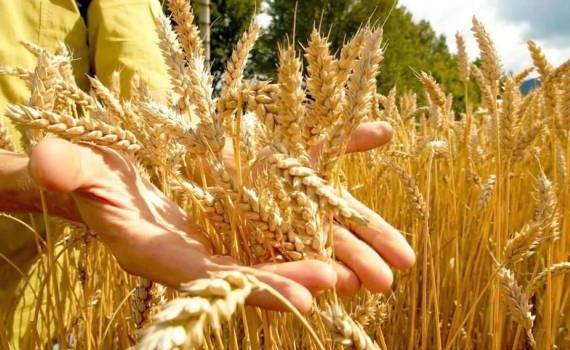 Погода и урожай 2025/26 МГ вернут Европе экспортные позиции по зерну - agroexpert.md