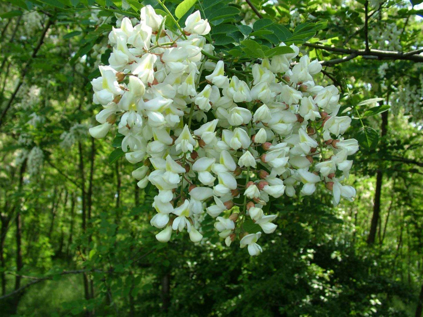 salcîmul nu-i invaziv -AGROEXPERT.MD