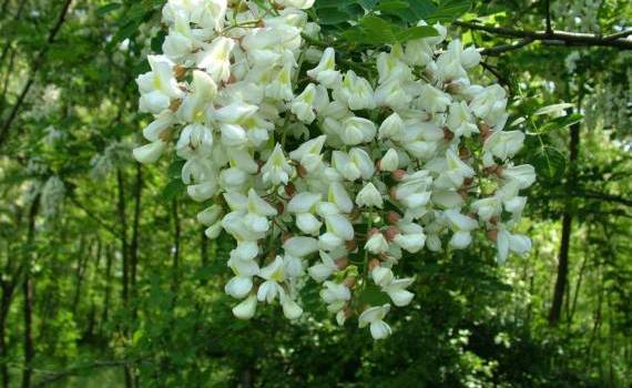 salcîmul nu-i invaziv - AGROEXPERT.MD