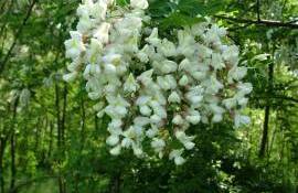 salcîmul nu-i invaziv - AGROEXPERT.MD