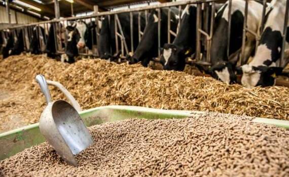 Несмотря на вызовы: FEFAC ожидает рост производства кормов в ЕС - agroexpert.md